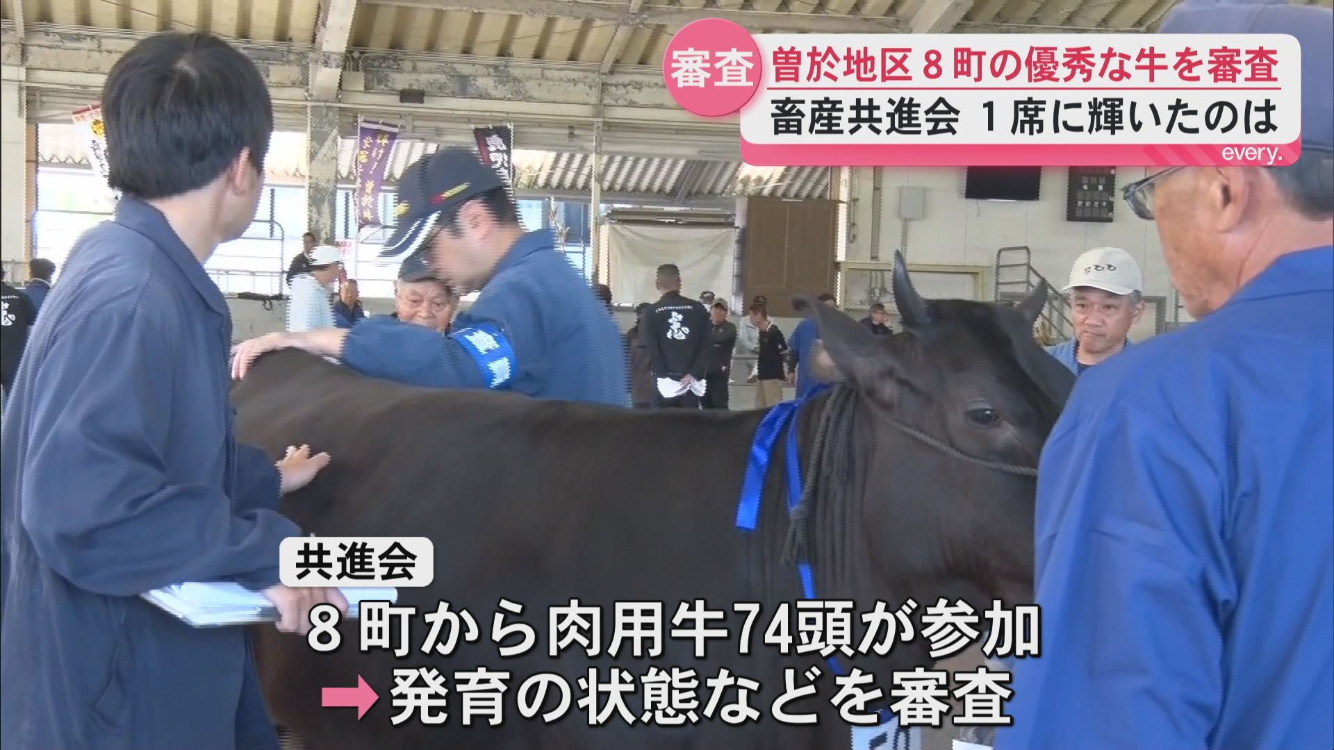 「いい牛を育てたい」曽於地区で肉用牛を審査「共進会」　来年８月は「和牛オリンピック」