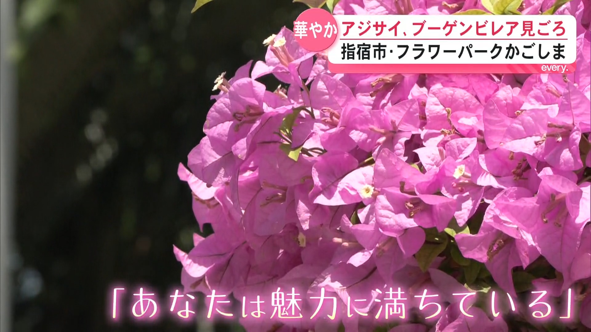 アジサイとブーゲンビレアが見ごろ　指宿市フラワーパークかごしま　園内華やかに彩る