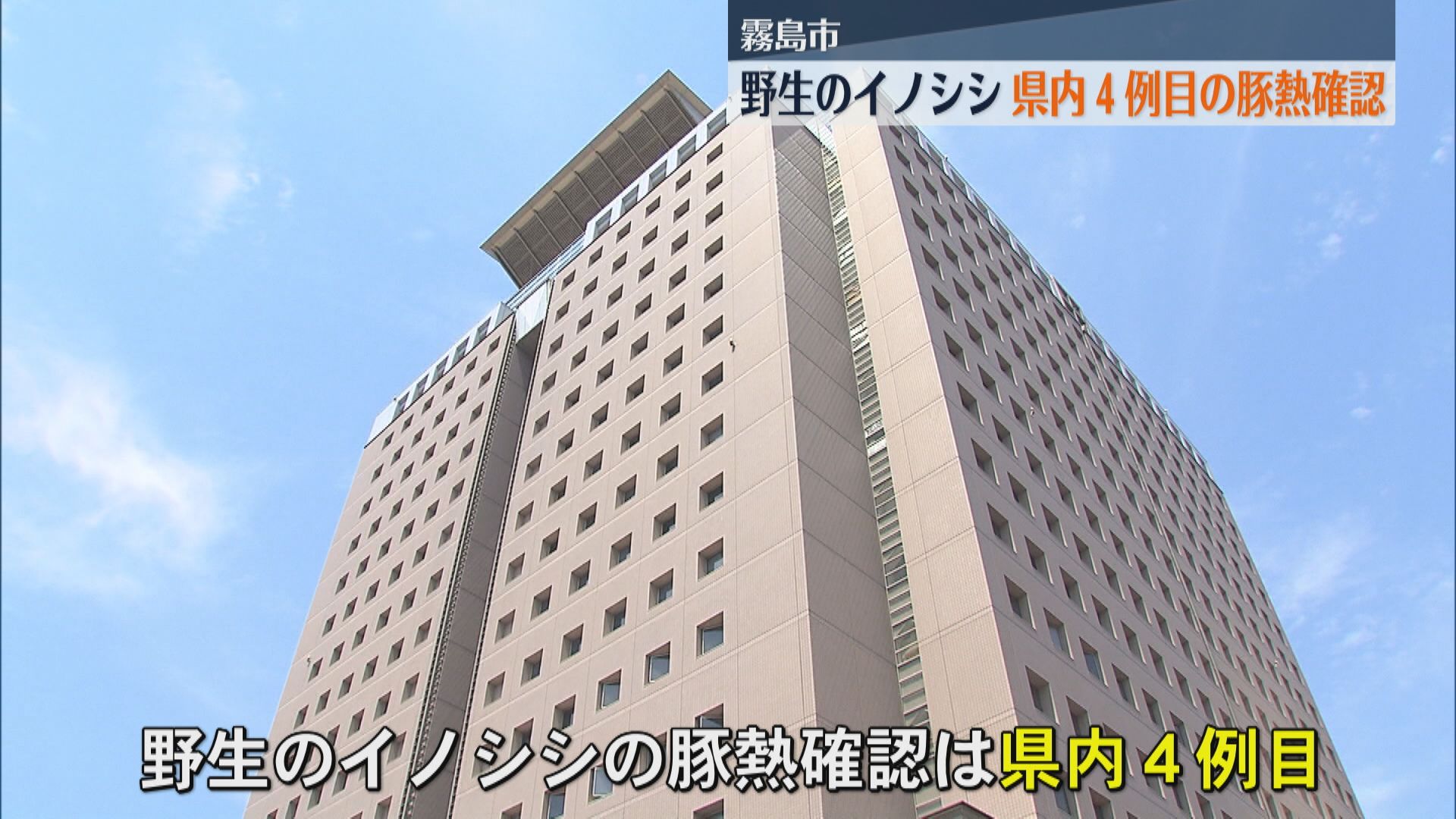 霧島市で死んだ野生のイノシシの豚熱確認　県内４例目
