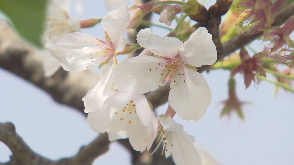 久しぶりに天気回復　甲突川の桜見ごろで花見客で賑わう