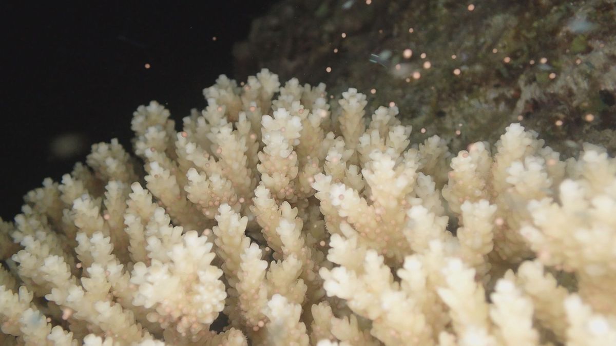 【神秘的】海中を漂う淡いピンク色の粒は…奄美大島で撮影された「サンゴの産卵」