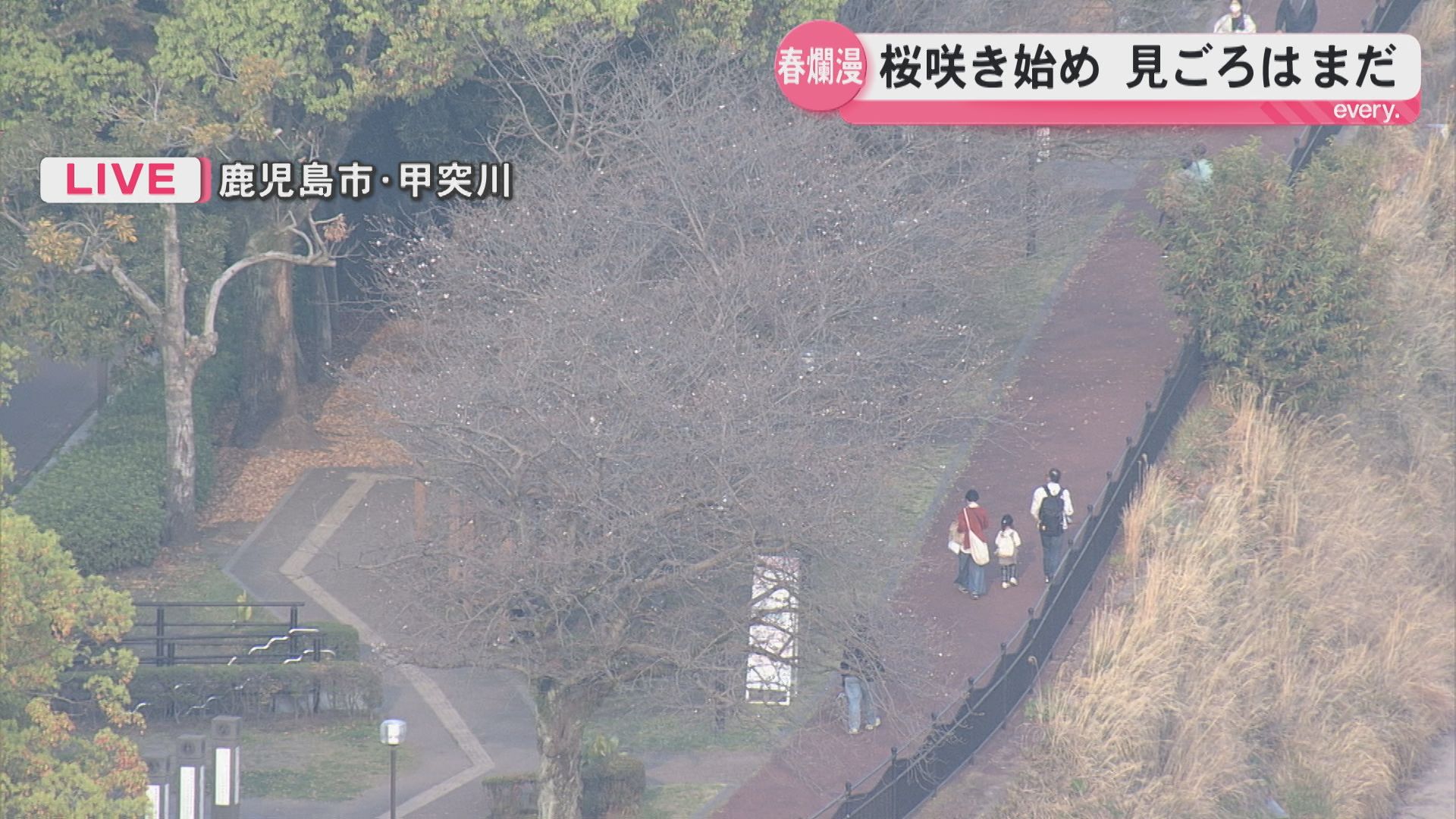 【桜の見ごろは？】鹿児島市甲突川河畔の様子　3月28日（土）午後5時半ごろ　