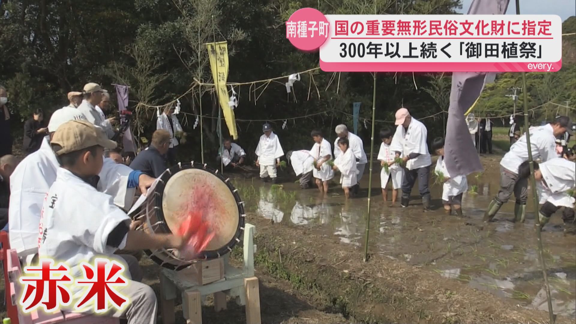 国の重要無形民俗文化財に指定　300年以上続く「御田植祭」　南種子町