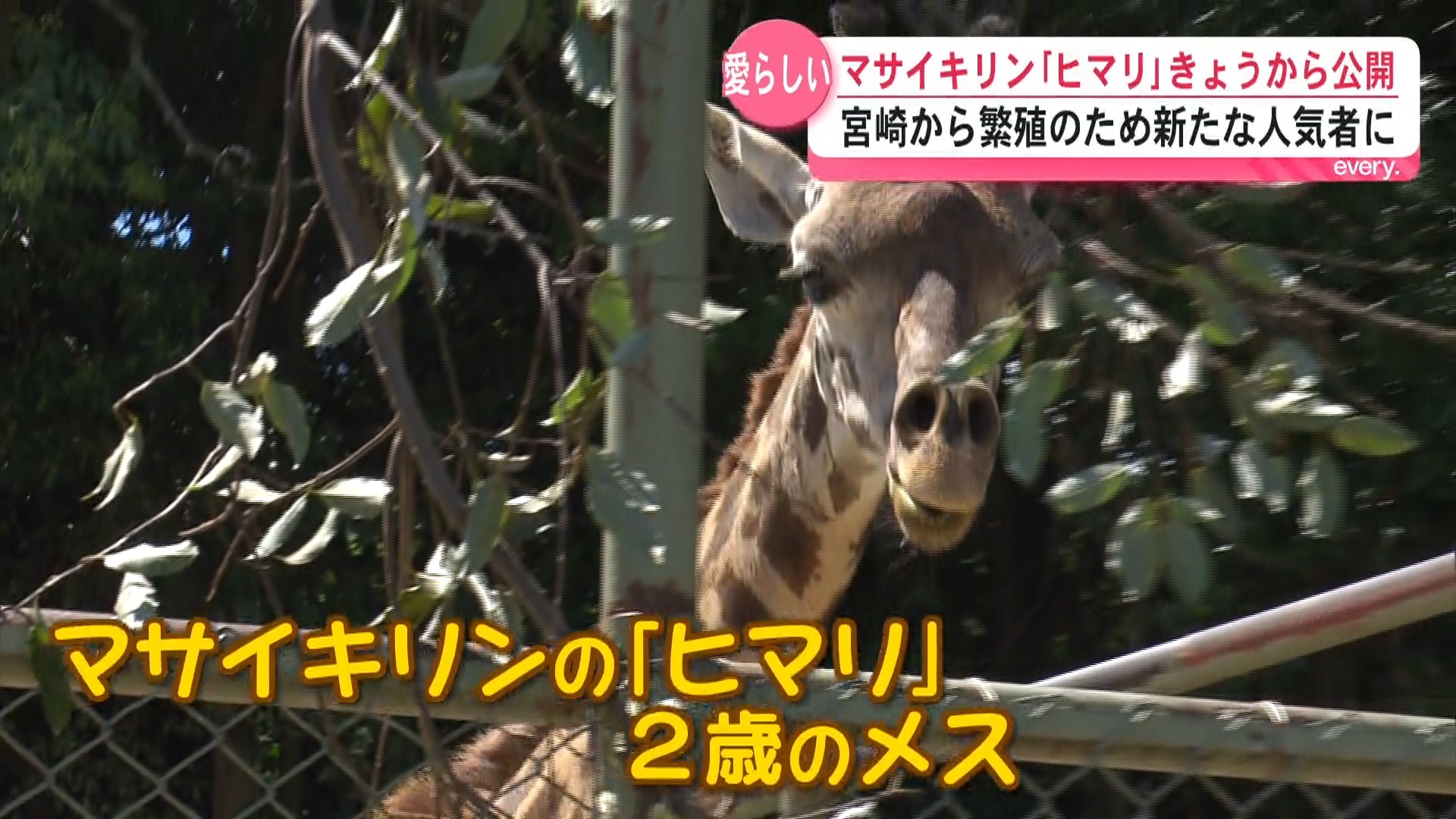 新たな人気者に！繁殖のため宮崎から来園　マサイキリンの「ヒマリ」公開