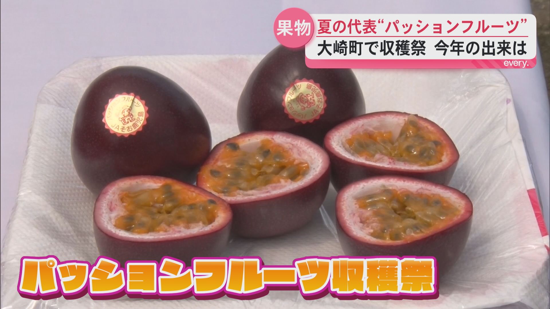 「バランスがいい」甘酸っぱいパッションフルーツ収穫始まる　ＪＡそお鹿児島　