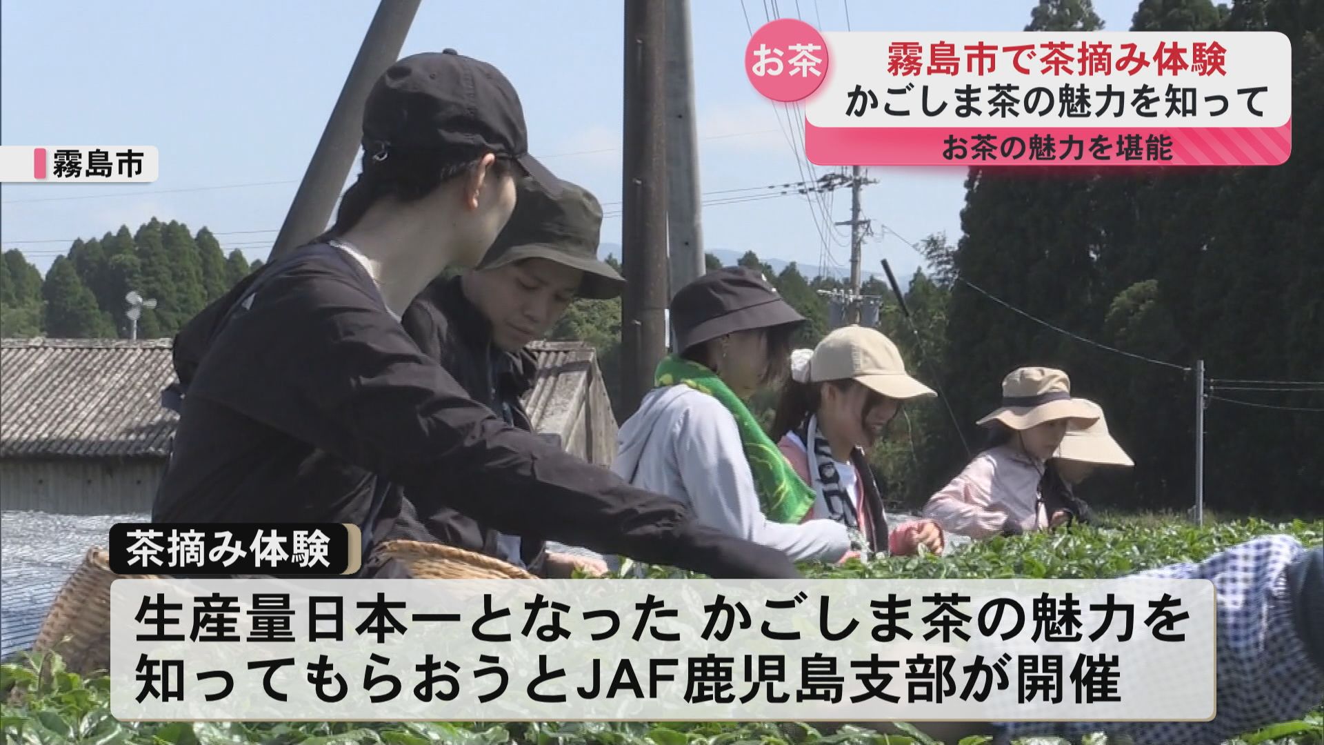生産量日本一かごしま茶！　霧島市で茶摘み体験