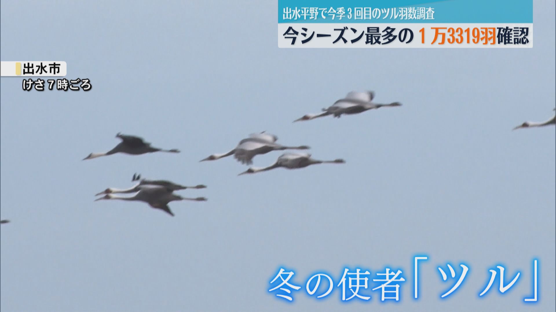 出水平野で今季3回目の羽数調査　今季最多の1万3319羽　“冬の使者“優雅に飛ぶ　越冬地