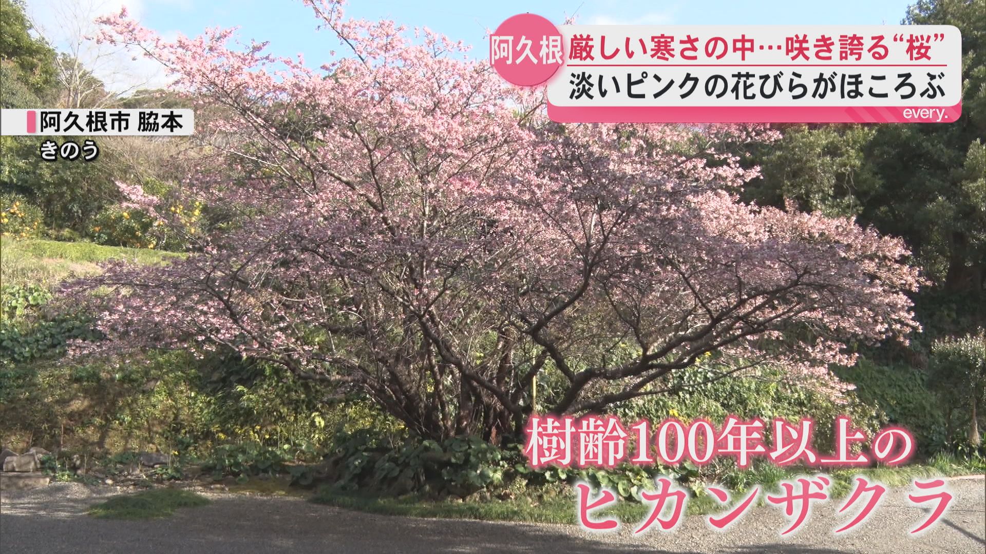 厳しい寒さの中ヒカンザクラが咲き誇る 淡いピンク色の花びら 春の訪れ