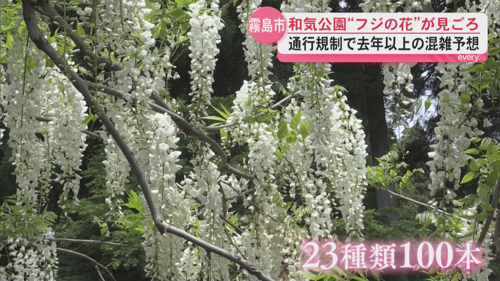 「綺麗！人生初めての藤棚」紫・白・ピンク…23種類の藤が咲き誇る　霧島・和気公園で見ごろ迎える