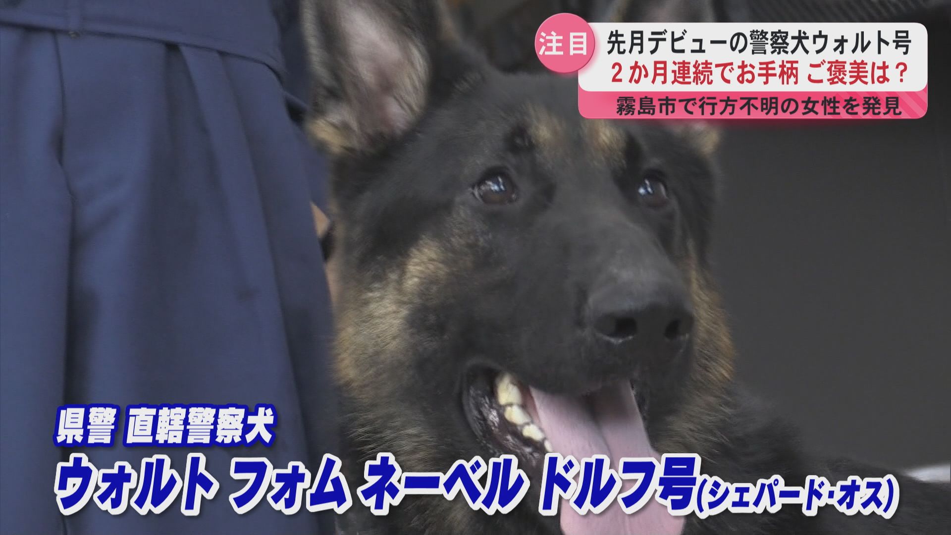 お手柄】1歳の警察犬ウォルト号がデビュー後2か月連続で人命救助！ご