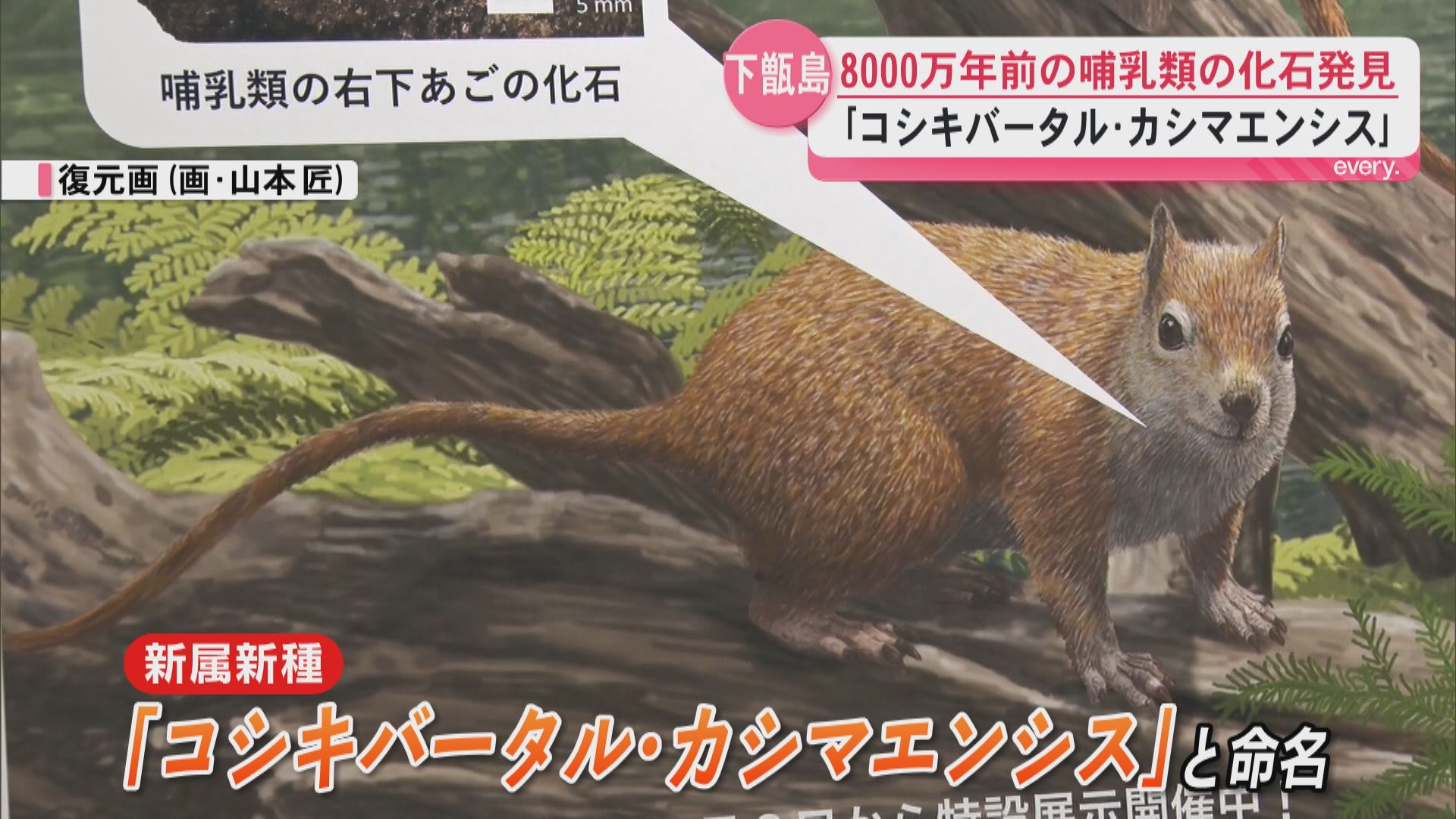 新属新種の哺乳類　下甑島約8000万年前の地層から化石　「コシキバータル・カシマエンシス」と命名