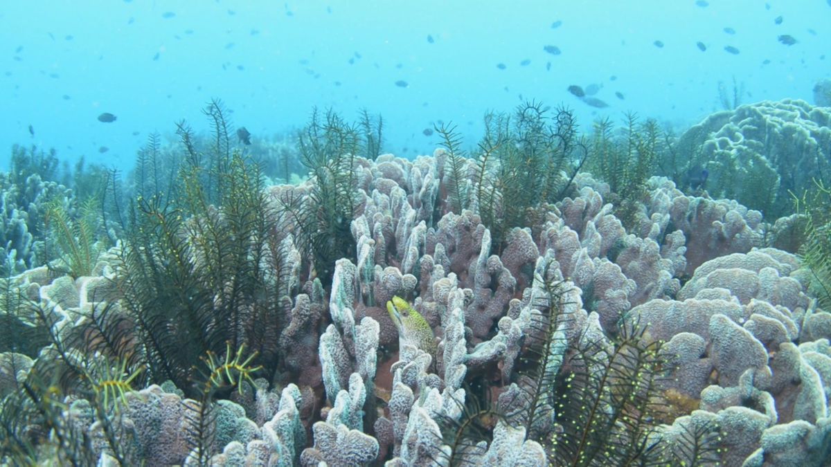 サンゴの白化､アマモの減少… 水中写真家が見た鹿児島の海　｢Ｇｏｏｄ ４ｏｒ Ｋａｇｏｓｈｉｍａ｣