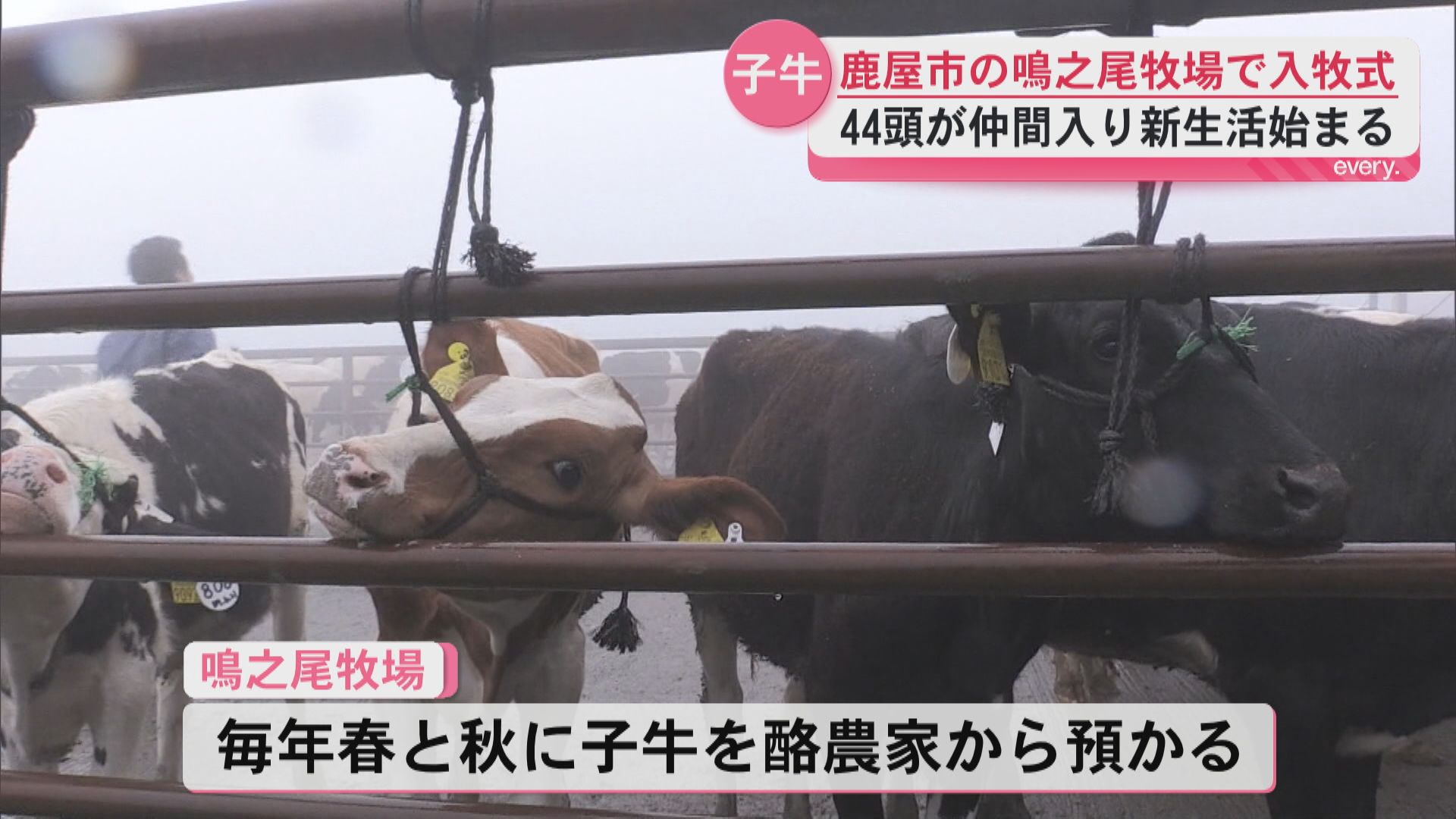 鹿屋市の鳴之尾牧場で入牧式　44頭の子牛が仲間入りし新生活始まる　