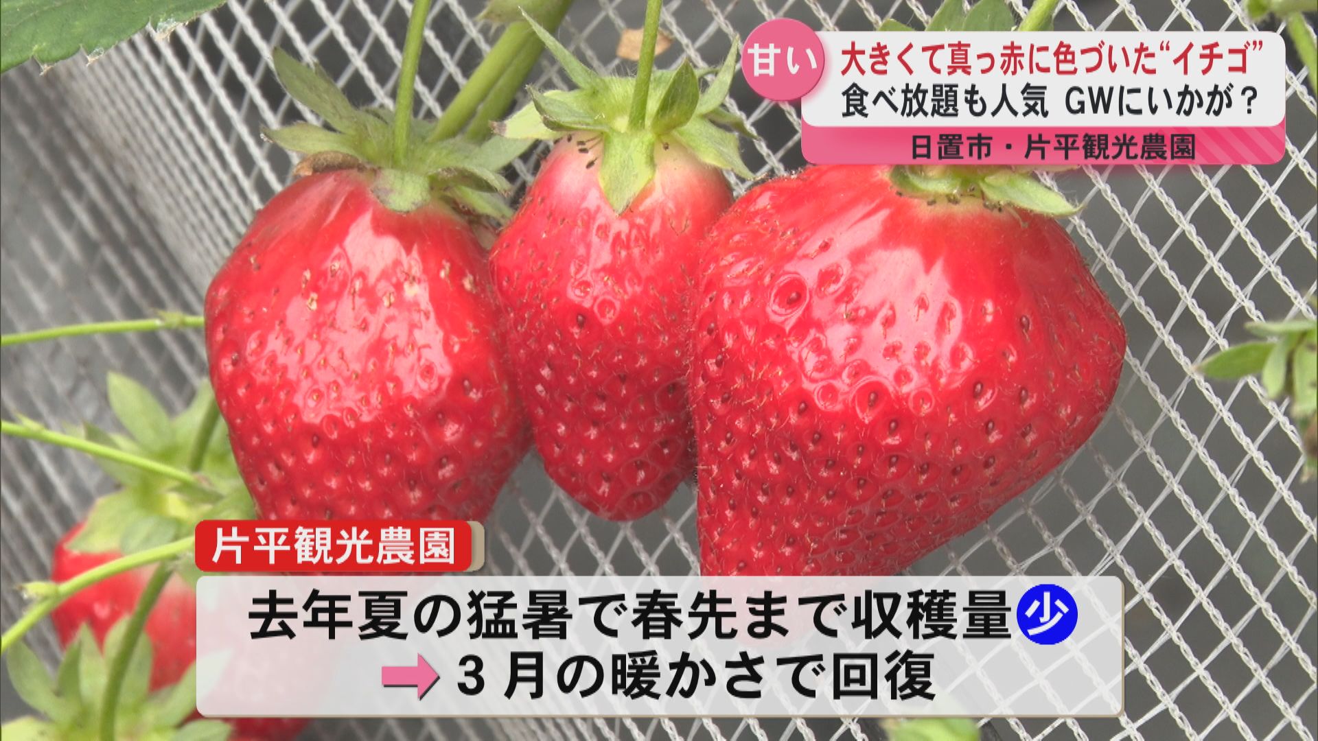 甘いイチゴはいかが？日置市の片平観光農園の「イチゴ狩り」 摘みたて