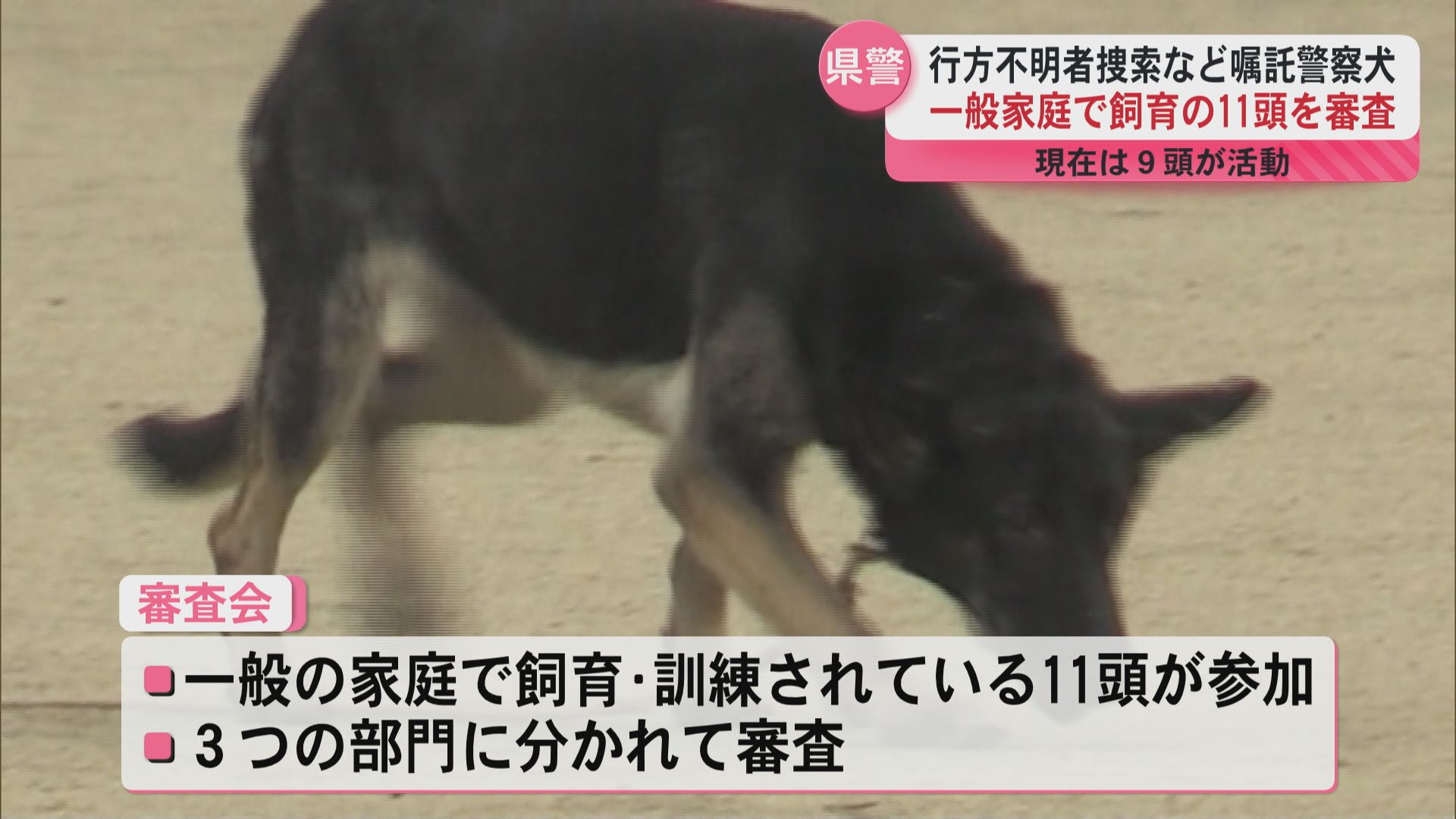 警察犬への道は険しい！？「昨日はできたのに…」一般家庭で飼育する11頭が嘱託警察犬審査会に挑戦