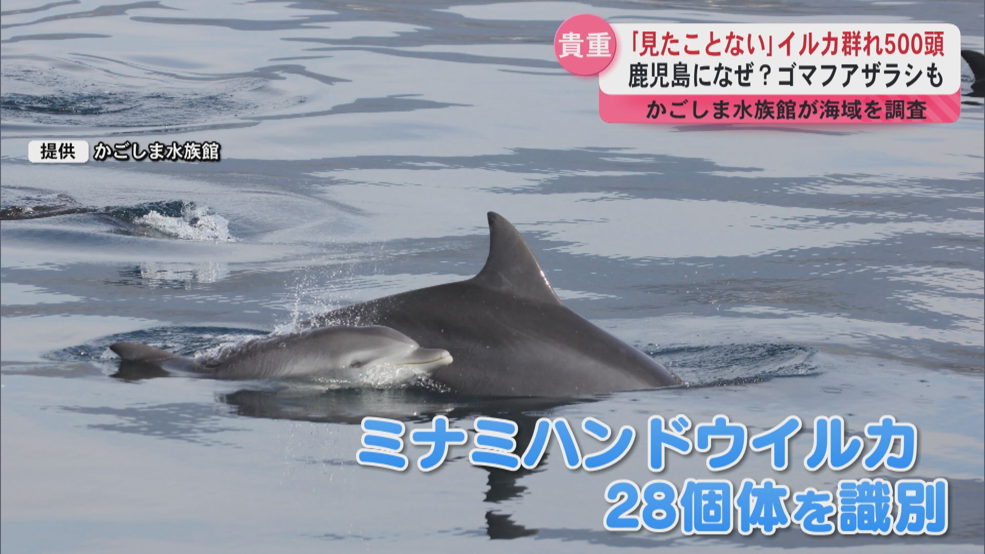 500頭のイルカにアザラシ！？かごしま水族館が海域を調査（2025年4月10
