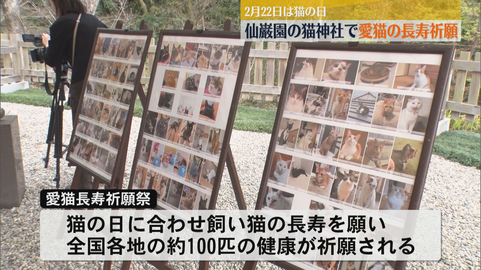 「愛情をこめて可愛がりたい」2月22日は猫の日　全国でも珍しい猫神社で長寿を祈願