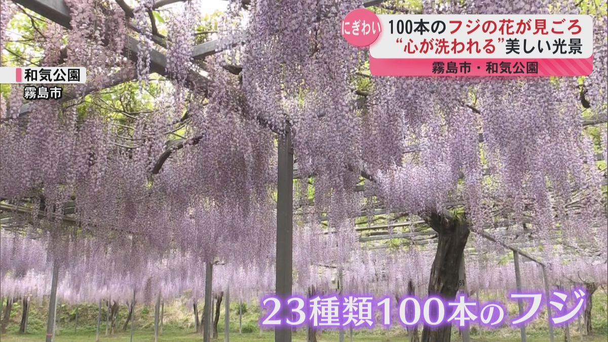 “心が洗われる”霧島市和気公園でフジの花が見ごろ　大型連休中は楽しめる