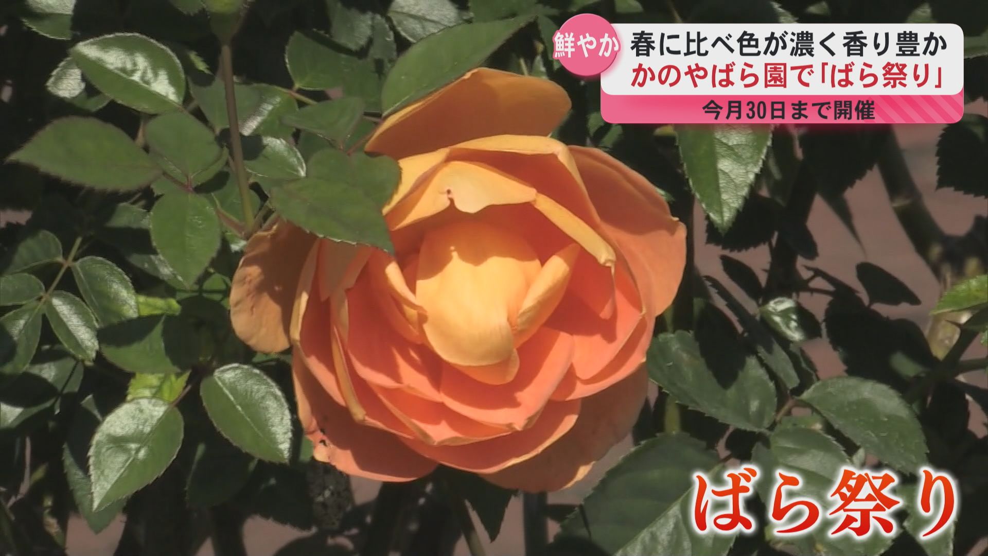 秋のバラは色鮮やかで香り豊か　鹿屋市の「かのやばら園」ばら祭り始まる