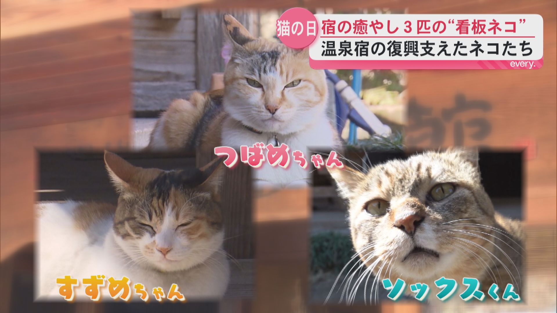 【ネコの日】歴史ある温泉宿の3匹の看板ネコ　記録的大雨からの復旧　ネコに支えられ取り戻した日常