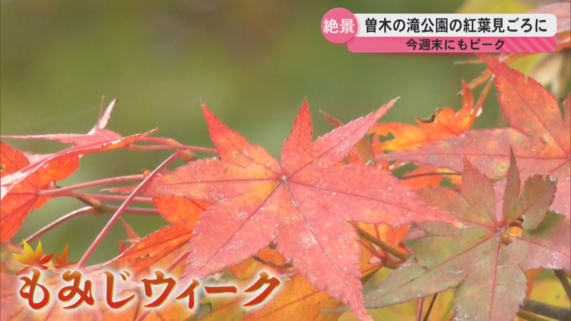 「もみじウィーク」伊佐市の曽木の滝公園で紅葉が見頃