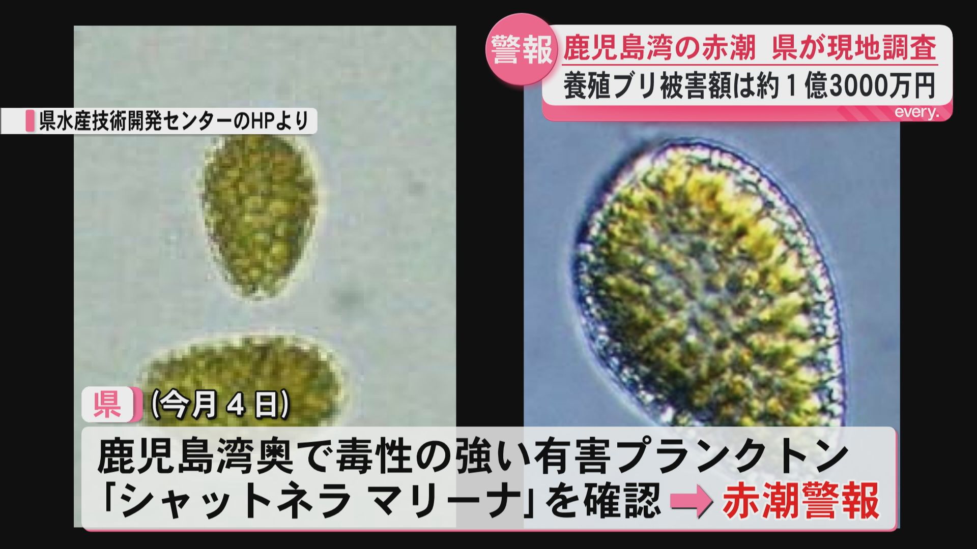 【赤潮発生】鹿児島湾で有害プランクトン増殖…養殖ブリに被害1.3億円　県が現地調査・赤潮警報継続中
