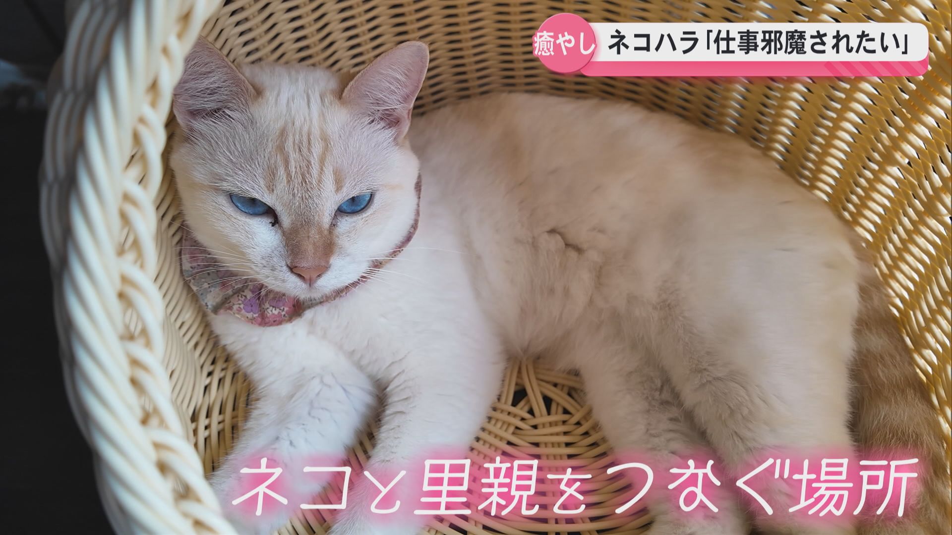 【ネコハラ】ネコパンチ!新聞がビリビリに “かわいさ”の裏側…「一代限りの命を幸せに全うしてほしい」空き家を自費で購入し新たなネコの施設へ