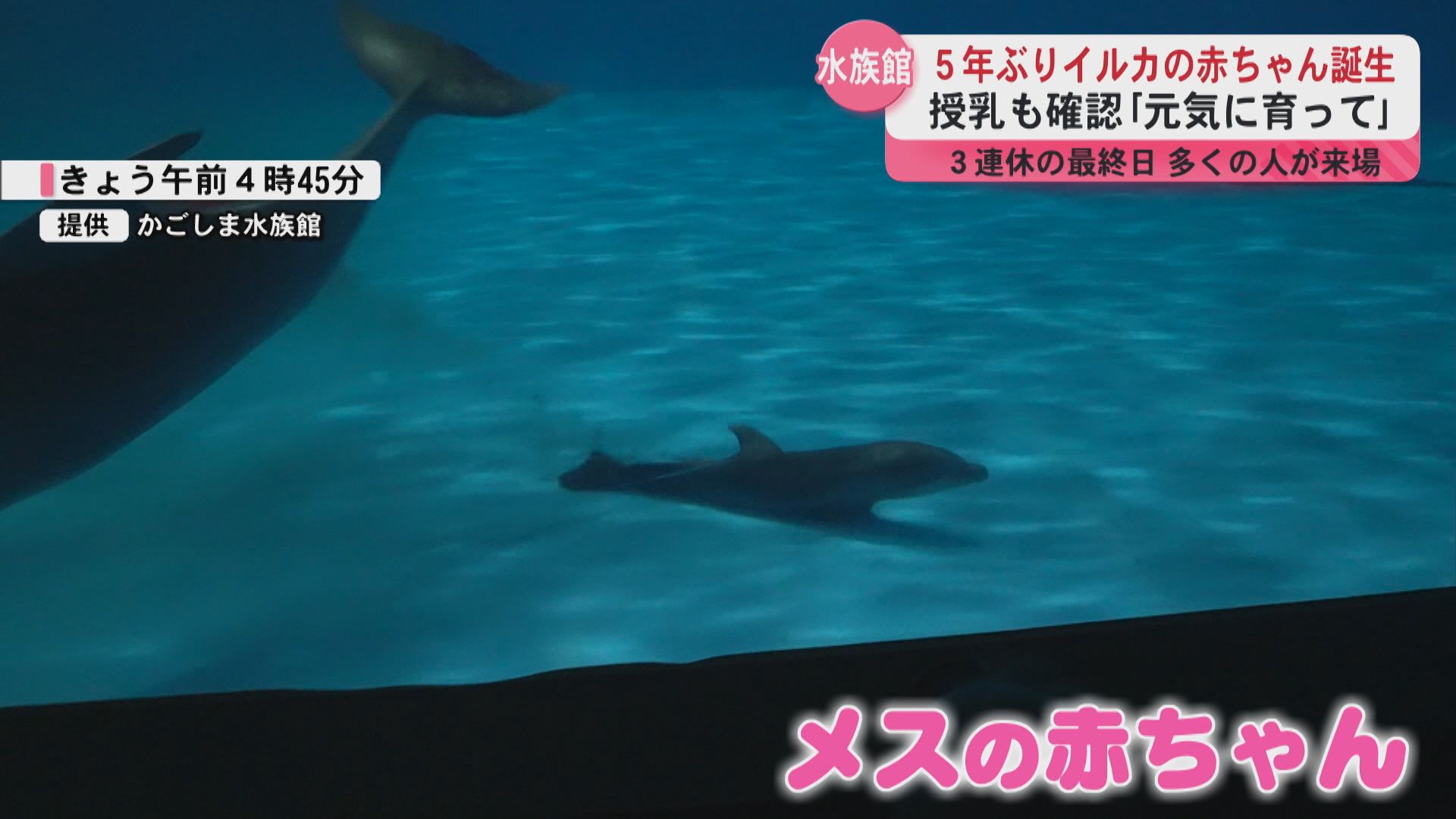 お母さんイルカにくっついてた」5年ぶりイルカの赤ちゃん誕生