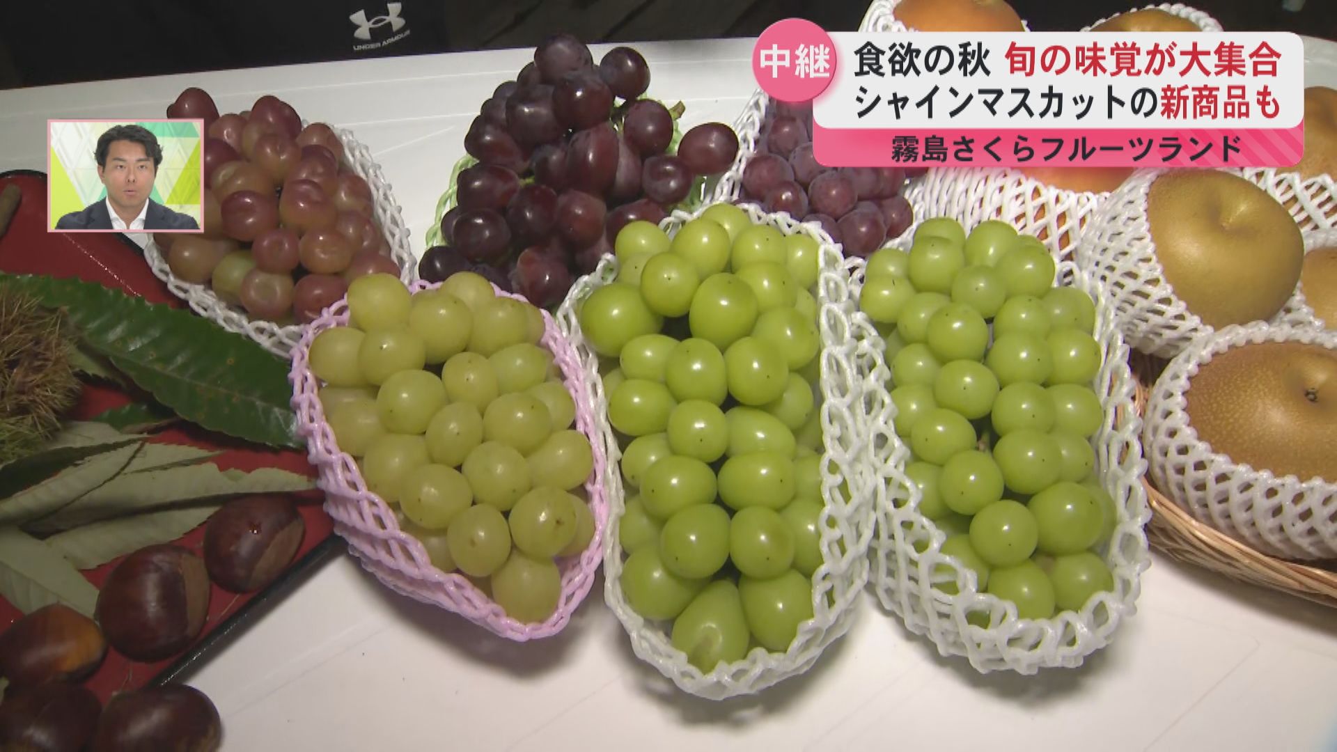 【中継】秋の味覚が勢ぞろい！霧島でシャインマスカット収穫体験　梨・栗も楽しめる人気スポット