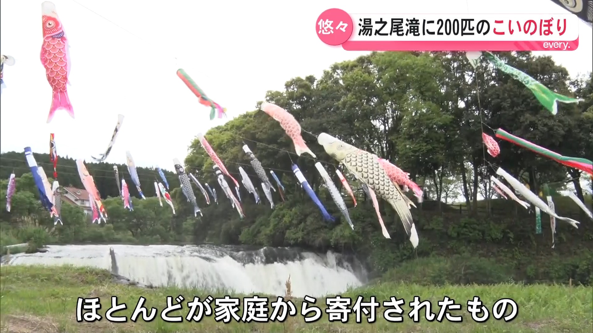 湯之尾滝を悠々と…家庭から寄せられた200匹のこいのぼり