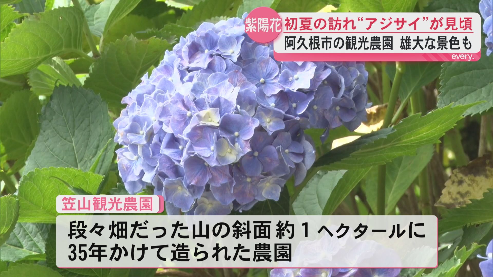 「感動した」初夏の訪れを告げるアジサイが見頃　約30種類・1500本　阿久根市・笠山観光農園　