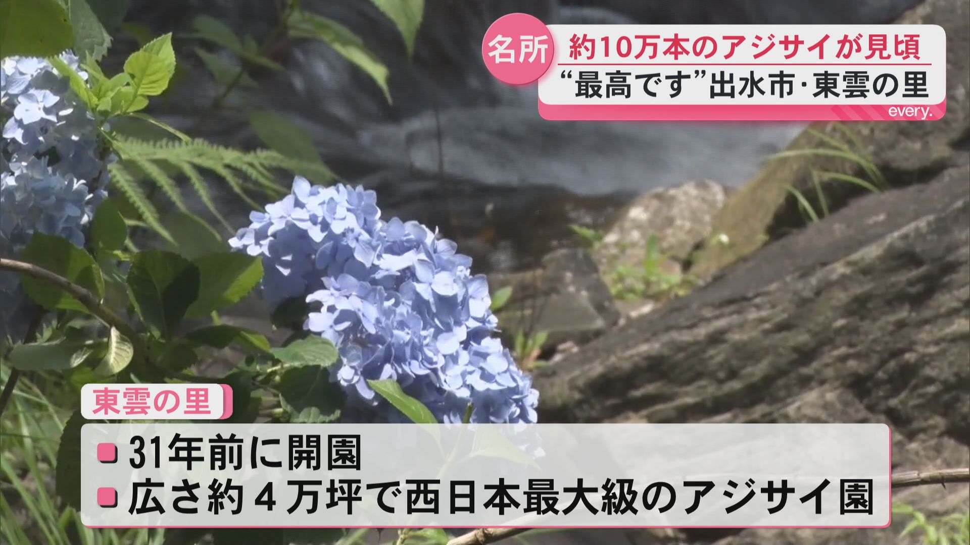 「詫び寂びの世界を表現」梅雨の晴れ間にぎわう出水市・東雲の里　10万本のアジサイ見頃