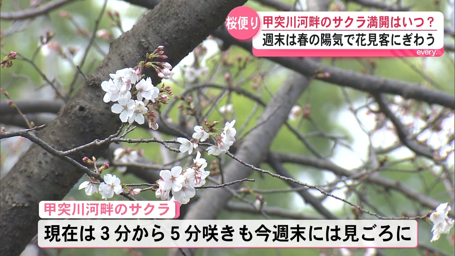 サクラ開花発表後初の週末　各地花見客で賑わう　甲突川河畔は今週末見ごろか　伊佐市忠元公園は満開