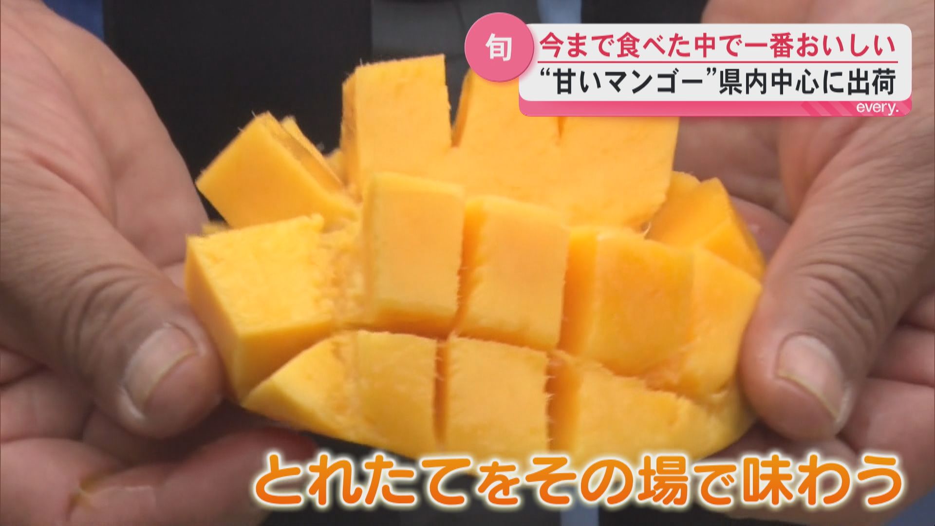 「今まで食べた中で一番おいしい」コクがあって甘い仕上がりに　さつま町でマンゴーの収穫祭　