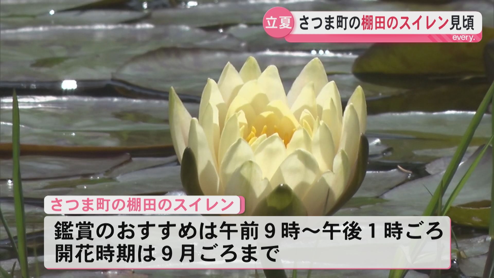 「気持ちがゆったりする」さつま町田原のスイレン池　色鮮やかな花が見ごろ