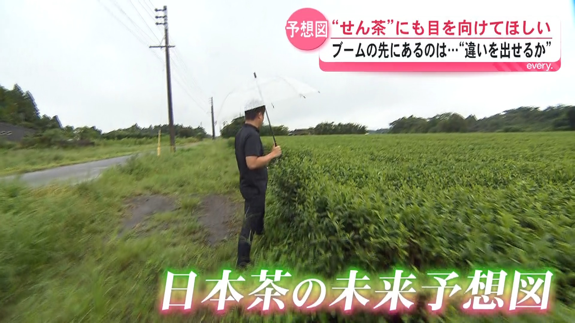 “Matcha抹茶”バブル　でも、中国は世界シェア7割 ――鹿児島のお茶農家“どう違いを出すかが大事” 見据える「次の時代」