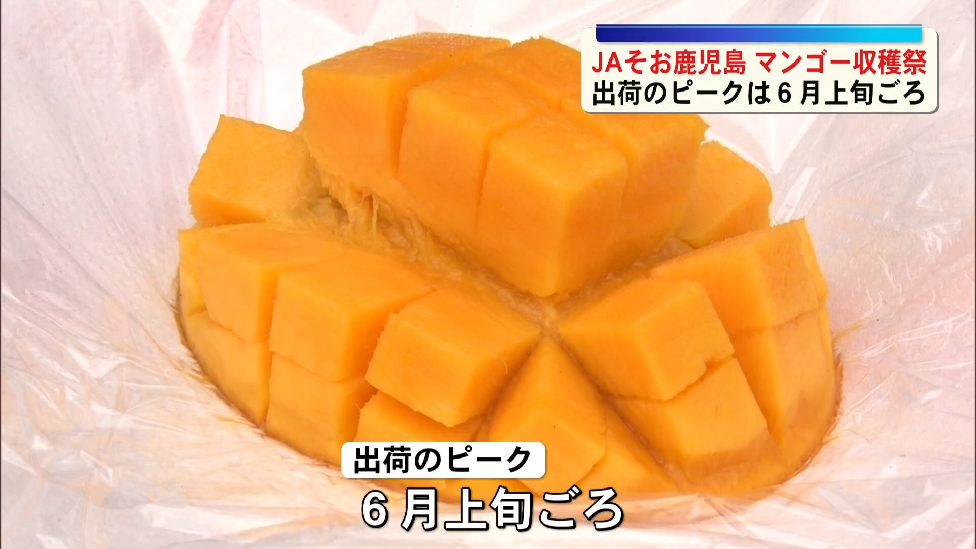 甘い「かごしまマンゴー」収穫始まる　大玉で味も良好　母の日の贈答品に　ＪＡそお鹿児島