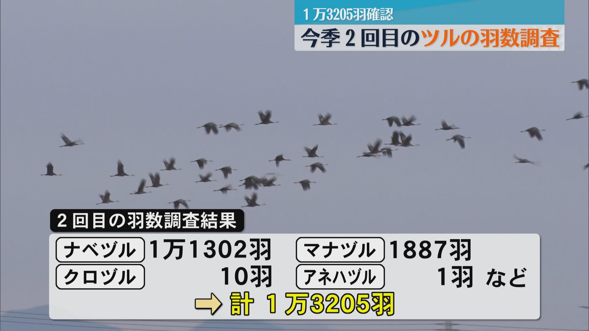 出水平野で今シーズン2回目のツル羽数調査　あわせて1万3205羽確認