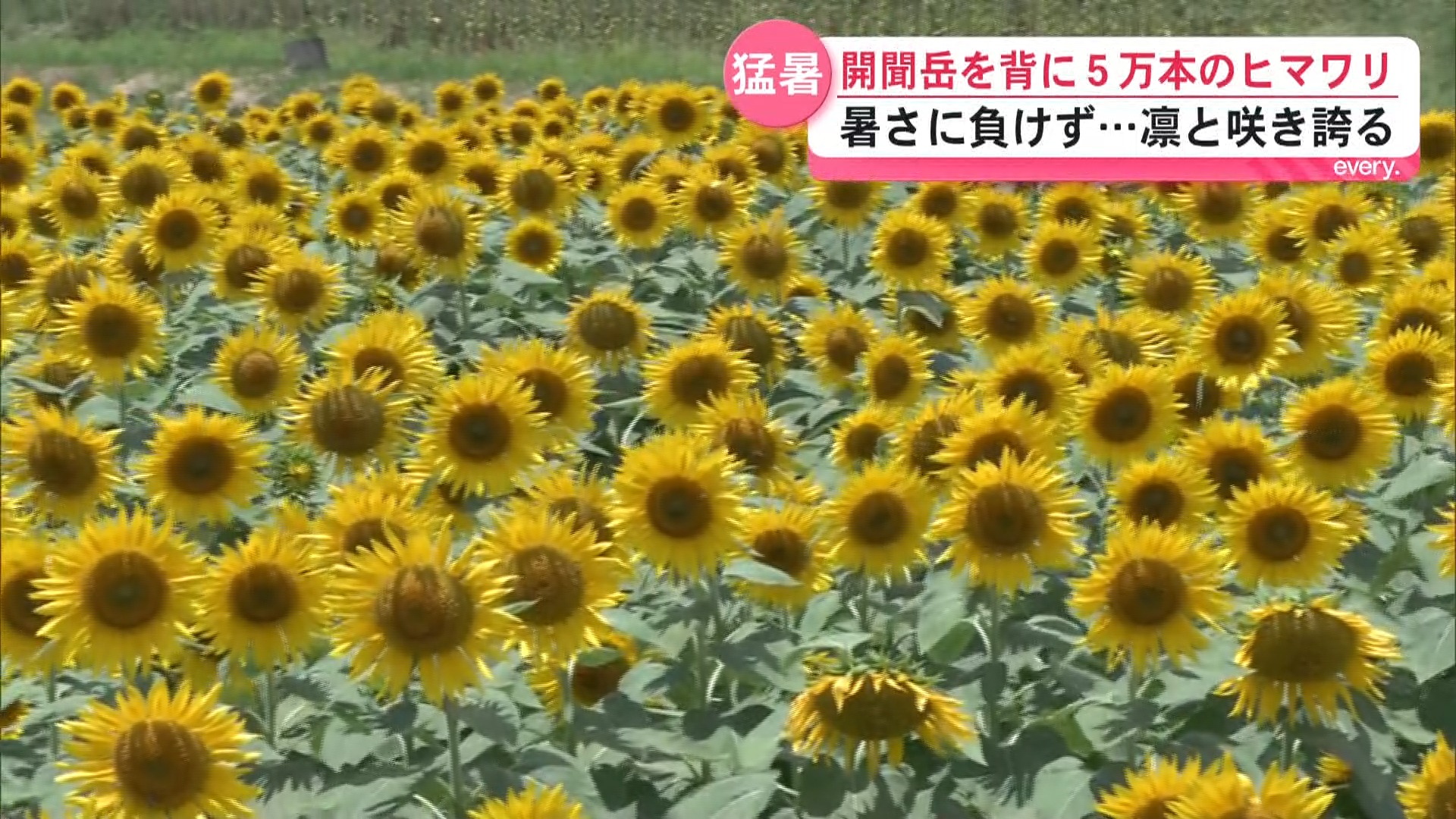 指宿市で咲き誇る5万本近くのヒマワリ　開聞岳を背にまぶしくズラリ　肝付前田で2026年最高気温　
