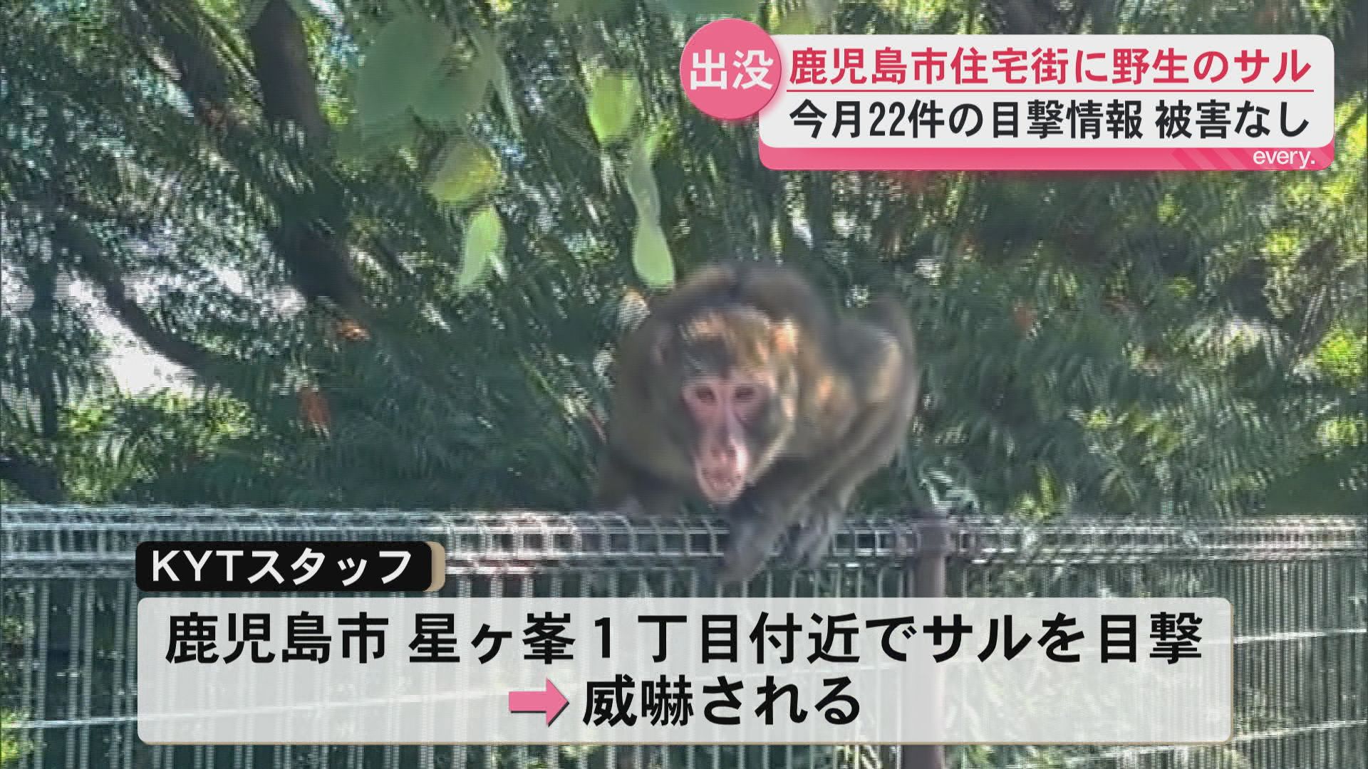 鹿児島市の住宅街に野生のサル「遭遇したときは目を合わせないよう