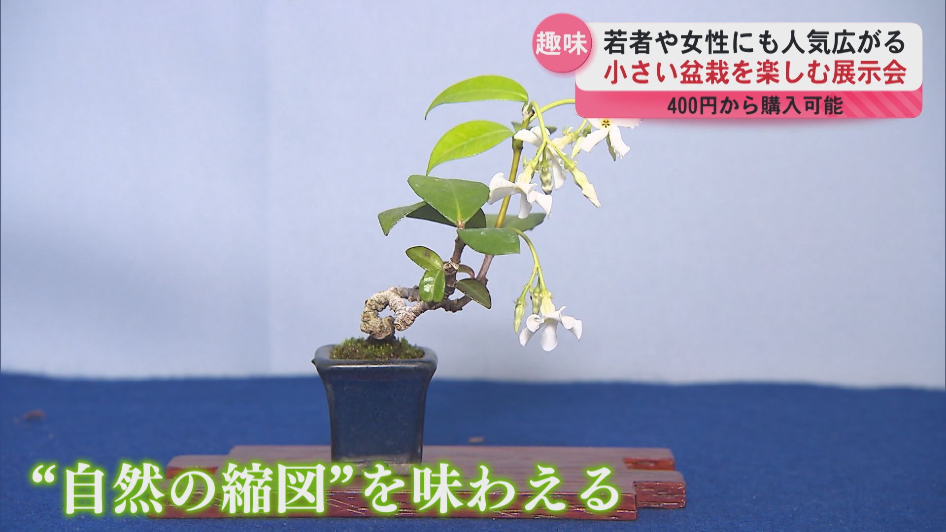 若者や女性にも人気広がる“盆栽”…その魅力とは？ 鹿児島市で展示会開催