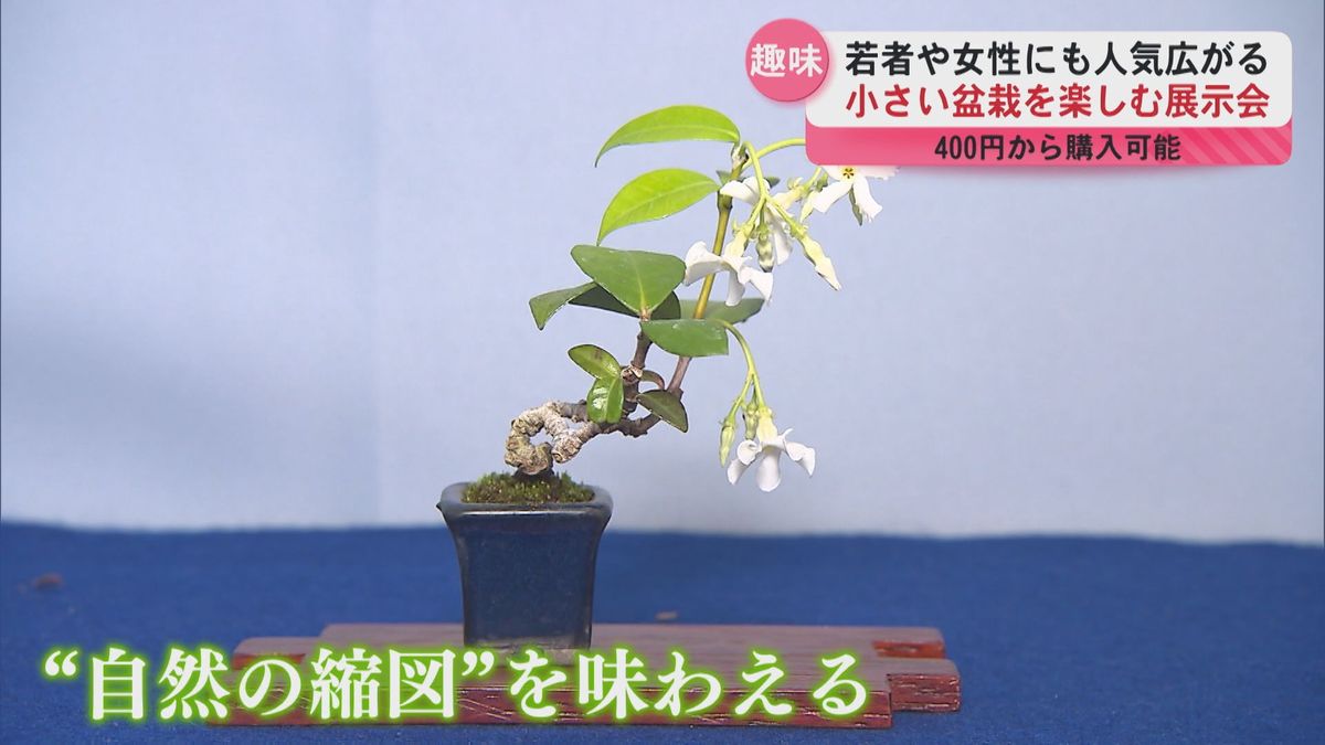 若者や女性にも人気広がる“盆栽”…その魅力とは？ 鹿児島市で展示会開催 