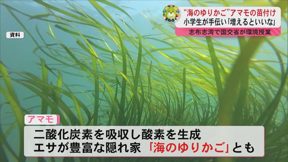 “海のゆりかご”アマモの苗付け　小学生が手伝い「増えるといいな」