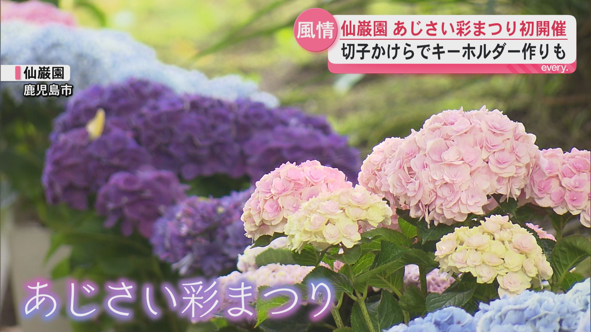 約200鉢がアジサイ咲き誇る　仙巌園で「あじさい彩まつり」始まる　梅雨ならではの楽しみ方は？