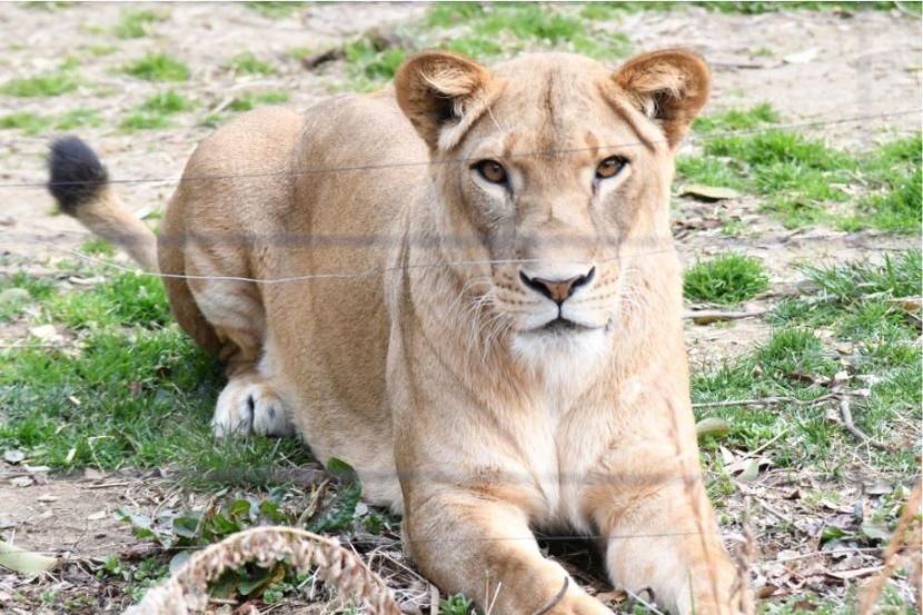 八木山動物公園のライオン「なお」が急死＜宮城・仙台市＞