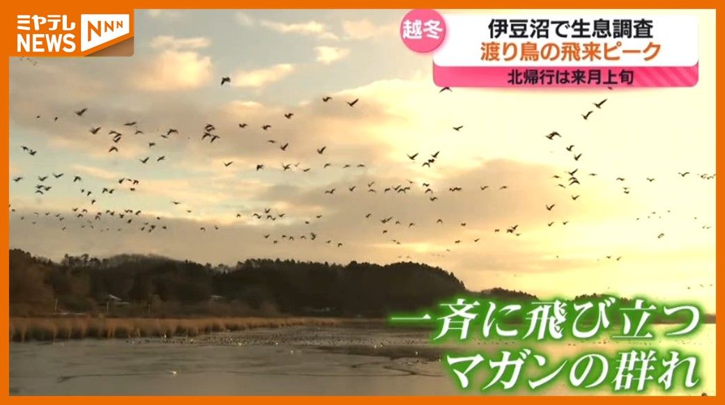 「今年は平年並みの越冬」渡り鳥の飛来”ピーク”迎える（宮城・伊豆沼周辺）