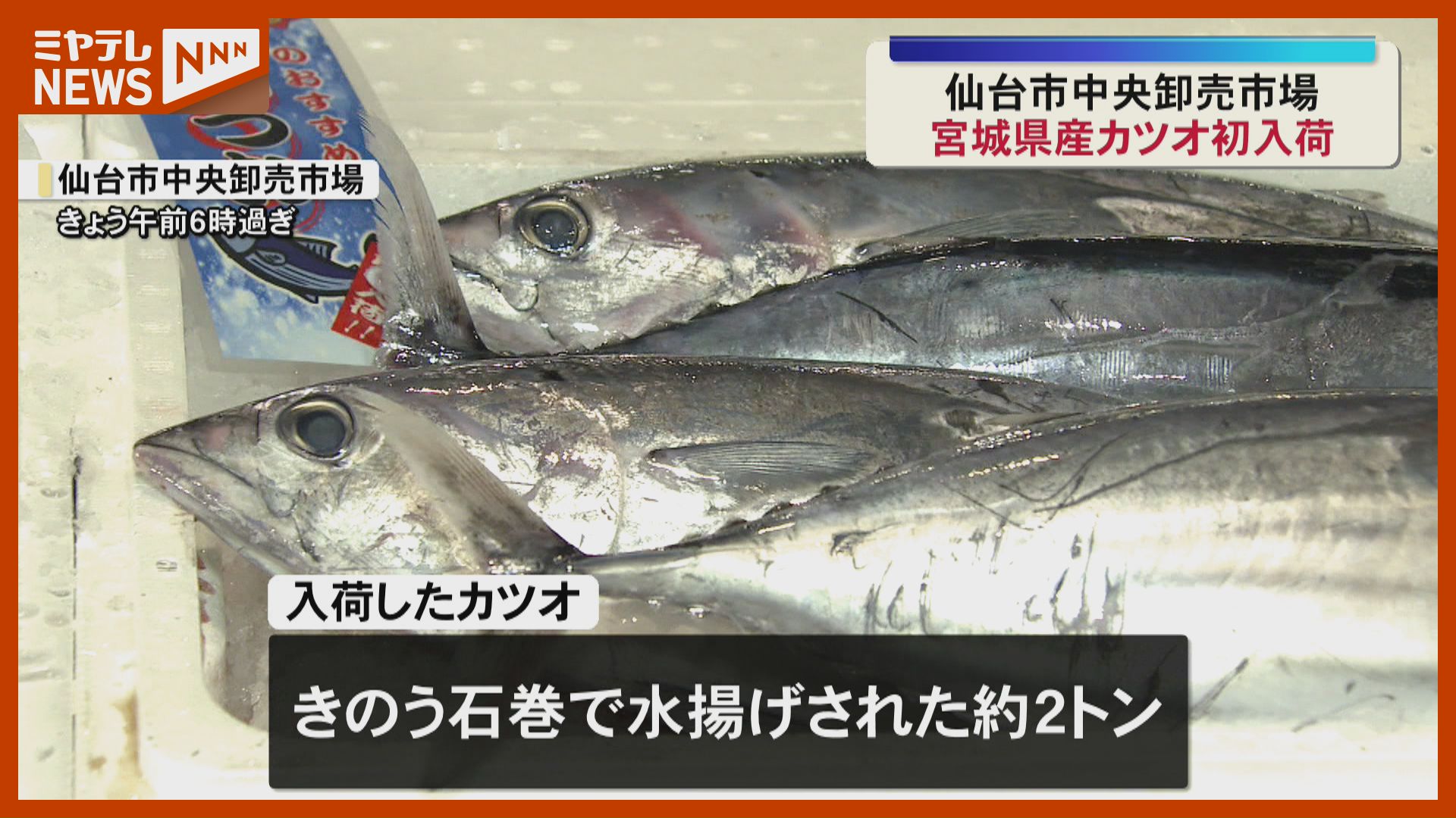 小ぶりながらも身引き締まる『宮城県産カツオ』、今シーズン初入荷