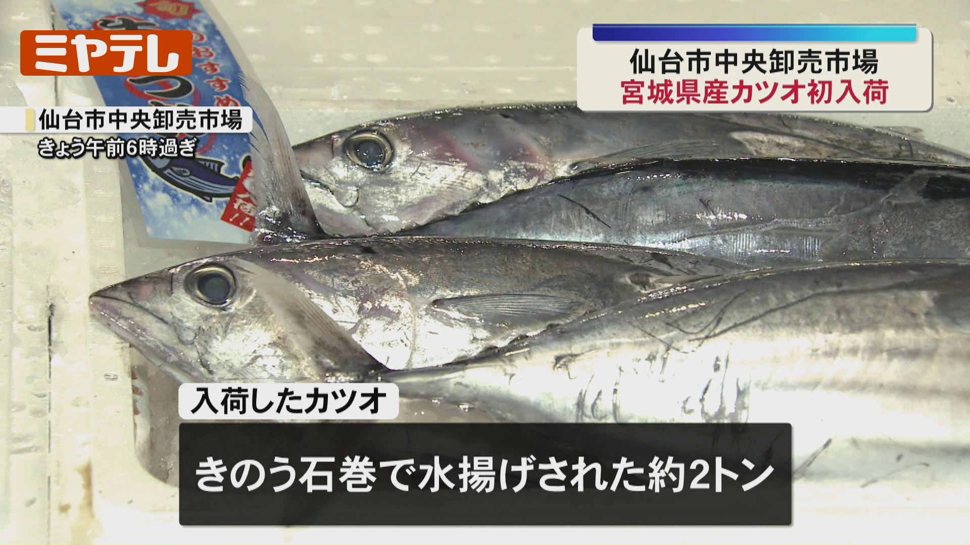 小ぶりながらも身引き締まる『宮城県産カツオ』、今シーズン初入荷