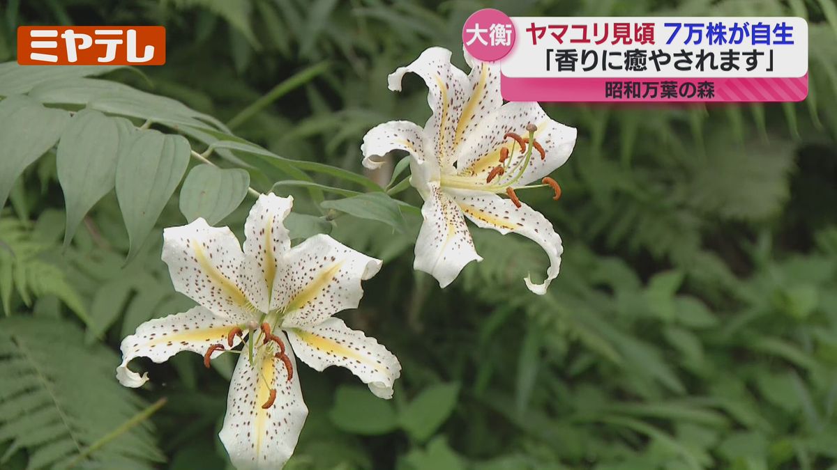 香りが良くて癒されます」日本原産 ヤマユリが見頃…直径20センチほどの 