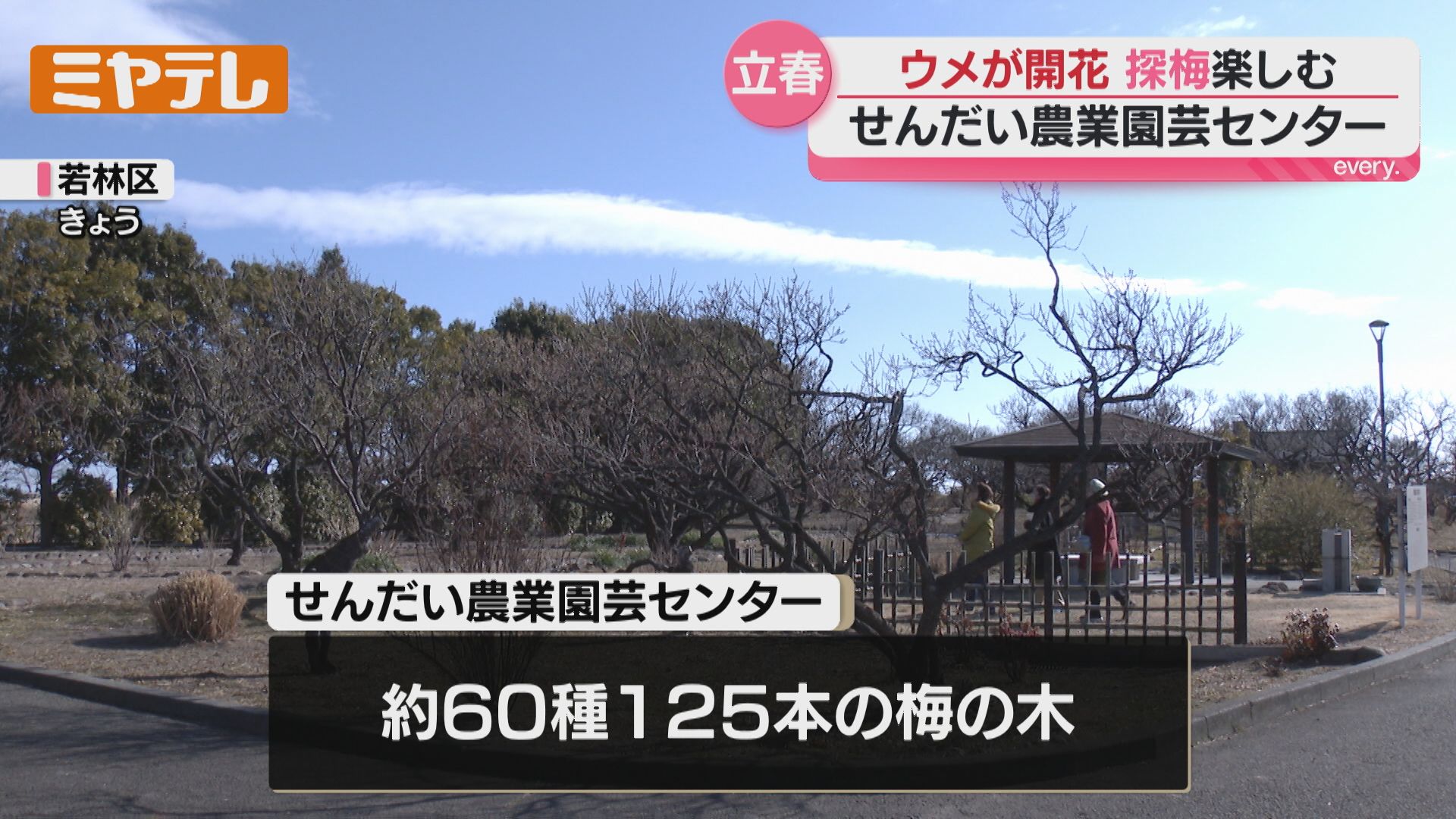 立春】仙台で梅が咲き始める「春の息吹を感じたくて来た」（せんだい
